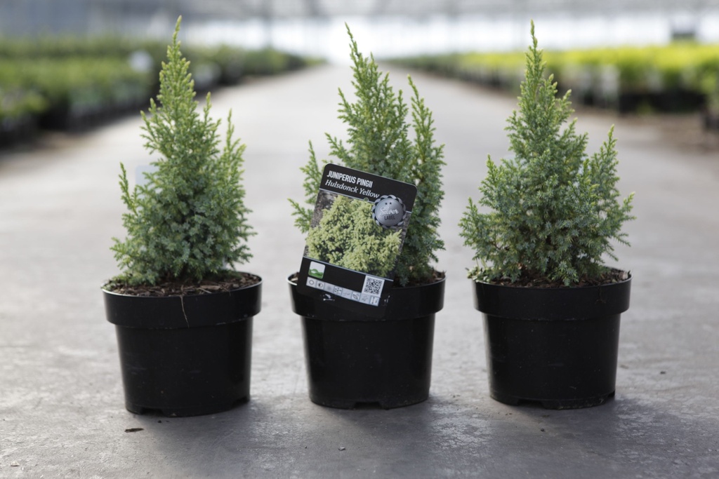 Juniperus pingii 'Hulsdonck Yellow' cont. 2L 25/+ cm +p