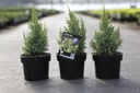 Juniperus pingii 'Hulsdonck Yellow' cont. 2L 25/+ cm +f