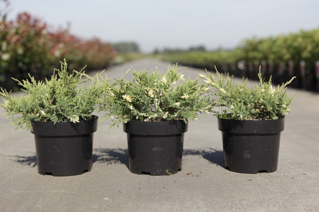Juniperus pfitzeriana 'White Splash' cont. 3L 25-30 cm +p