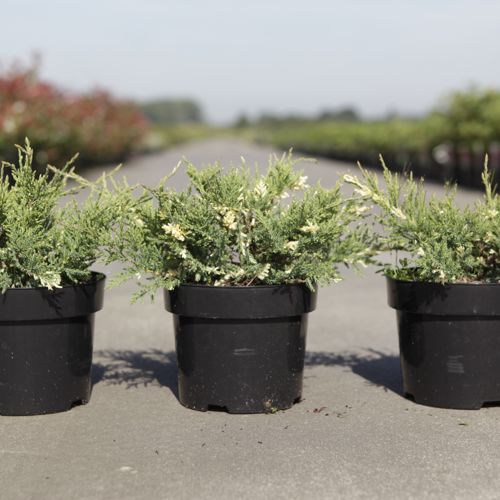 Juniperus pfitzeriana 'White Splash' cont. 3L 25-30 cm +p
