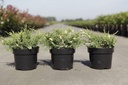 Juniperus pfitzeriana 'White Splash' cont. 3L 25-30 cm +p