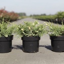 Juniperus pfitzeriana 'White Splash' cont. 3L 25-30 cm +p