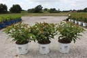 Diervilla Proven Winners® KODIAK® ORANGE (PBR) cont. 3L Proven Winners® 30-40 cm +p