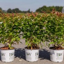 Diervilla Proven Winners® KODIAK® ORANGE (PBR) cont. 3L Proven Winners® 30-40 cm +p