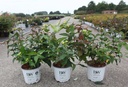 Diervilla Proven Winners® KODIAK® BLACK (PBR) cont. 3L Proven Winners® 30-40 cm +p