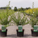 Ligustrum vulgare 'Atrovirens' cont. 3,6L 60-80 cm +p