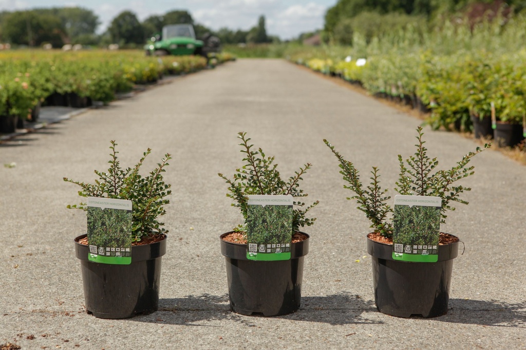 [P] Cotoneaster horizontalis cont. 3,6L 30-40 cm +p