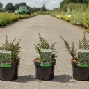 Cotoneaster horizontalis cont. 3,6L 30-40 cm +p