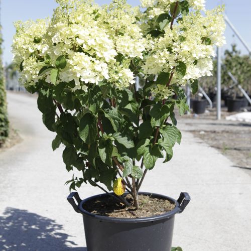 Hydrangea paniculata 'Silver Dollar' cont. 30L 80-100 cm +ф