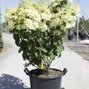 Hydrangea paniculata 'Silver Dollar' cont. 30L 80-100 cm +p