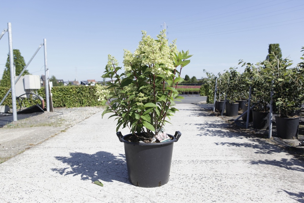 Hydrangea paniculata PINKY WINKY® (PBR) cont. 30L 80-100 cm +ф