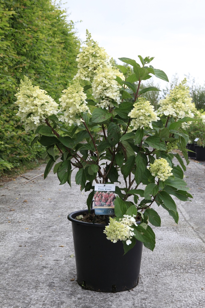 Hydrangea paniculata PINKY WINKY® (PBR) cont. 30L 80-100 cm +p