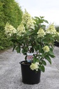 Hydrangea paniculata PINKY WINKY® (PBR) cont. 30L 80-100 cm +p