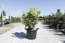 Hydrangea paniculata PINKY WINKY® (PBR) cont. 30L 80-100 cm +p