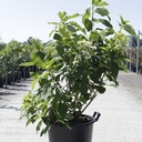 Hydrangea paniculata GREAT STAR (PBR) cont. 30L 80-100 cm +p