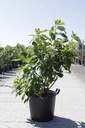 Hydrangea paniculata GREAT STAR (PBR) cont. 30L 80-100 cm +p