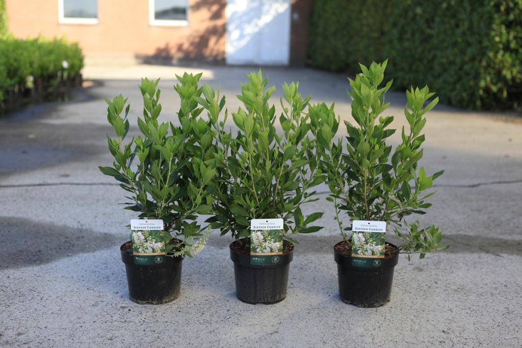 Clethra alnifolia 'Sixteen Candles' Kont. 3,6L 30-40 cm +B