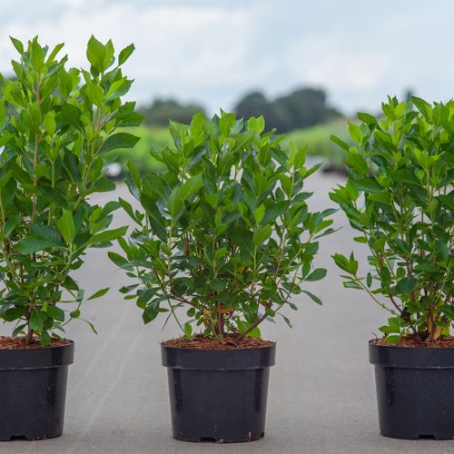 Clethra alnifolia 'Vanilla Spice' cont. 3,6L 30-40 cm +p