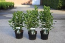 Clethra alnifolia 'Vanilla Spice' cont. 3,6L 30-40 cm +B