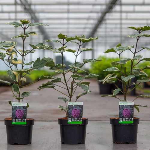 Clerodendrum bungei 'Pink Diamond' cont. 3,6L 30-40 cm +B