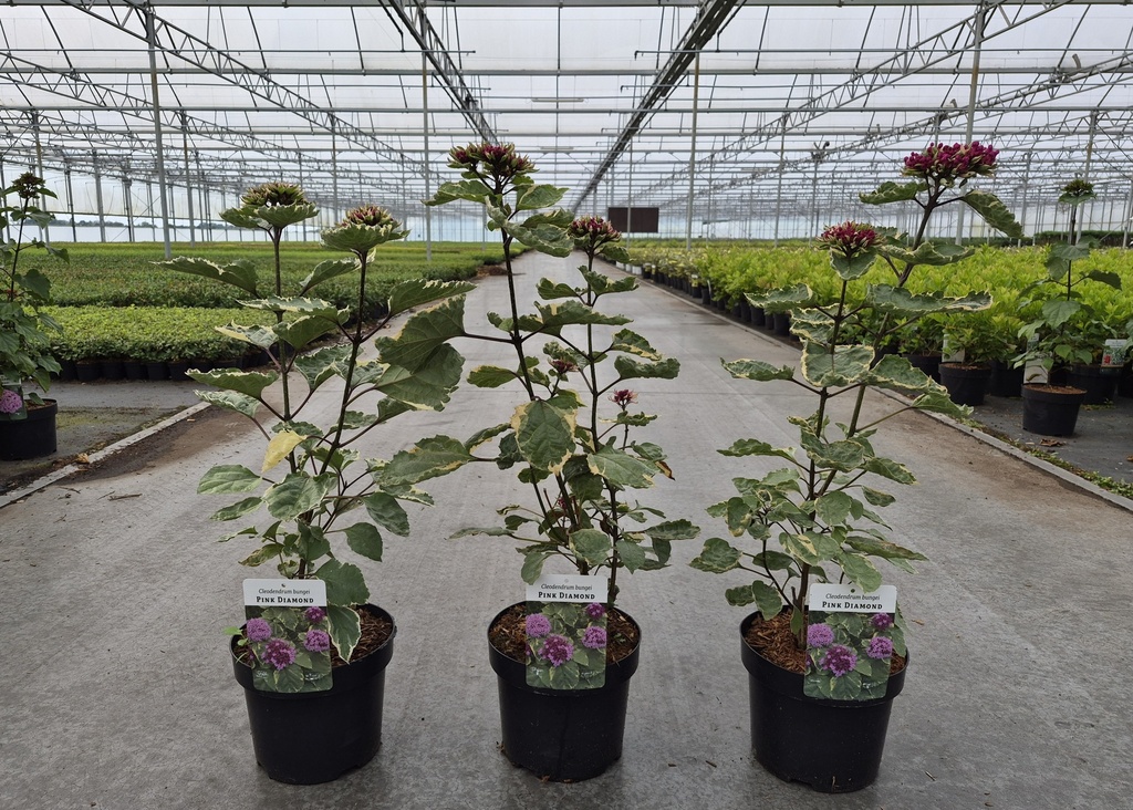 [P] Clerodendrum bungei 'Pink Diamond' cont. 3,6L 30-40 cm +f