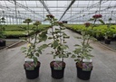 Clerodendrum bungei 'Pink Diamond' Kont. 3,6L 30-40 cm +B