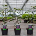 Clerodendrum bungei 'Pink Diamond' cont. 3,6L 30-40 cm +B