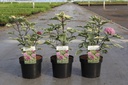 Clerodendrum bungei 'Pink Diamond' cont. 3,6L 30-40 cm +p