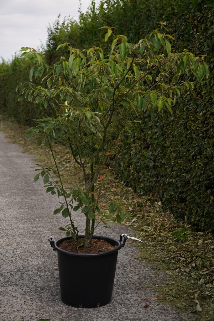 [P] Cornus controversa cont. 50L 150-175 cm multi-stem