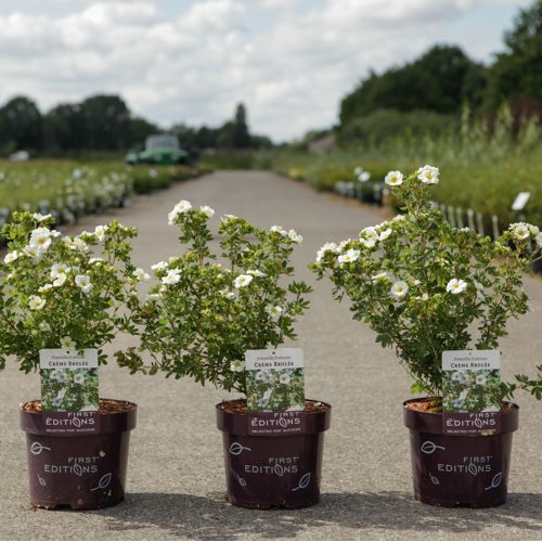 [P] Potentilla fruticosa First Editions® 'Crème Brulée®' cont. 3,6L deco 30/+ cm +B