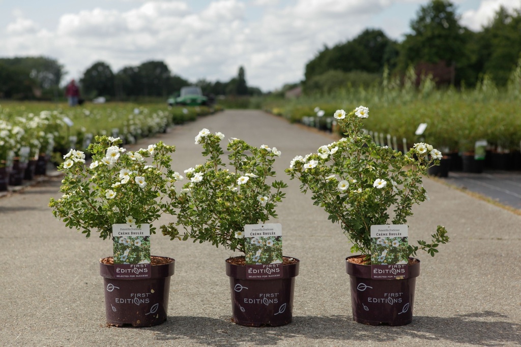 Potentilla fruticosa First Editions® 'Crème Brulée®' cont. 3,6L deco 30/+ cm +p