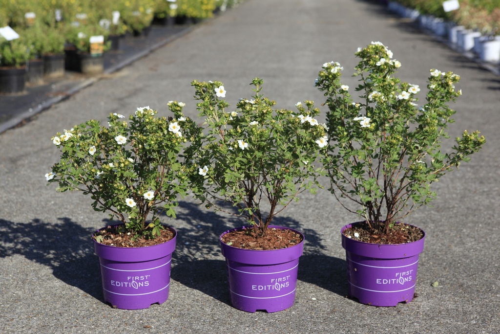 [P] Potentilla fruticosa First Editions® 'Crème Brulée®' cont. 3,6L deco 30/+ cm +p