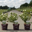 Potentilla fruticosa First Editions® 'Crème Brulée®' cont. 3,6L deco 30/+ cm +ф