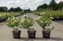 Potentilla fruticosa First Editions® 'Crème Brulée®' cont. 3,6L deco 30/+ cm +ф