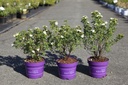 Potentilla fruticosa First Editions® 'Crème Brulée®' cont. 3,6L deco 30/+ cm +p