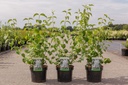Philadelphus 'Minnesota Snowflake' cont. 3,6L 40-50 cm +p