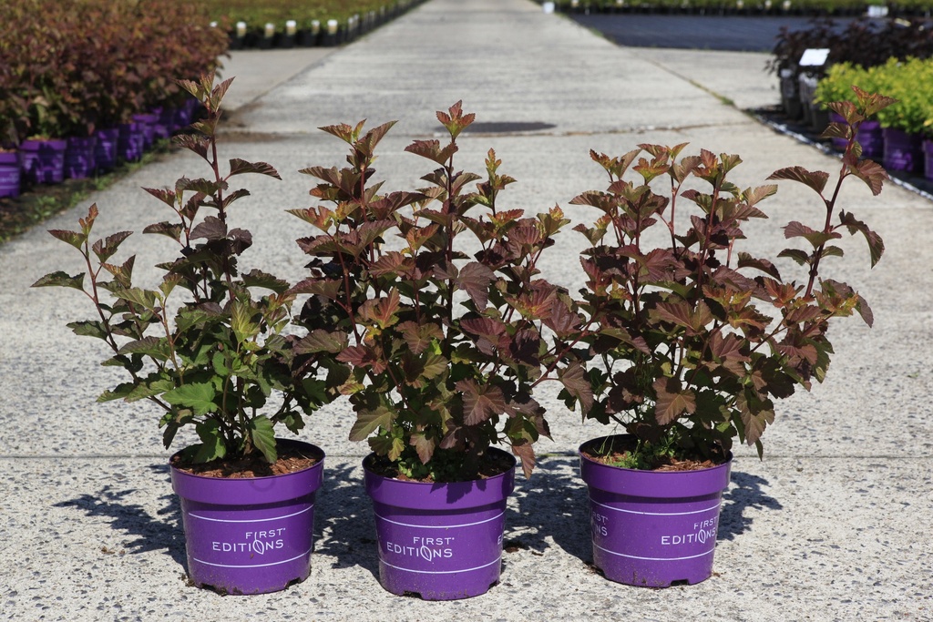 Physocarpus opulifolius First Editions® AMBER JUBILEE® (PBR) cont. 3,6L déco 50-60 cm +p