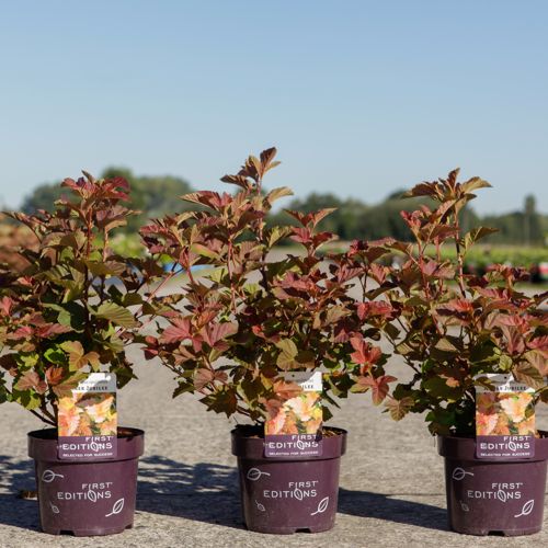 Physocarpus opulifolius First Editions® AMBER JUBILEE® (PBR) cont. 3,6L deco 50-60 cm +p