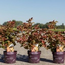 Physocarpus opulifolius First Editions® AMBER JUBILEE® (PBR) cont. 3,6L deco 50-60 cm +B