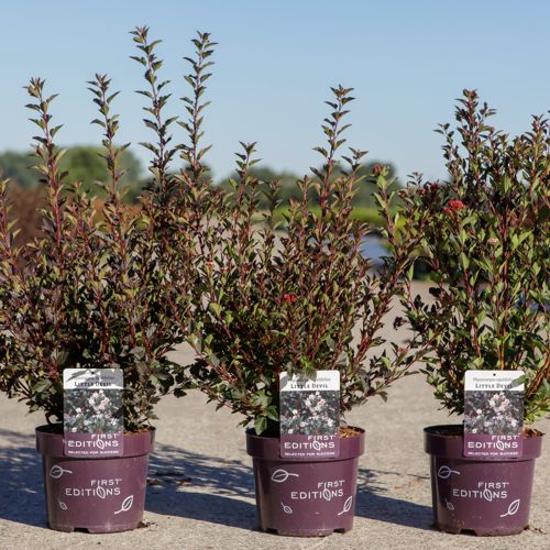 [P] Physocarpus opulifolius First Editions® LITTLE DEVIL® (PBR) cont. 3,6L deco 40-50 cm +ф