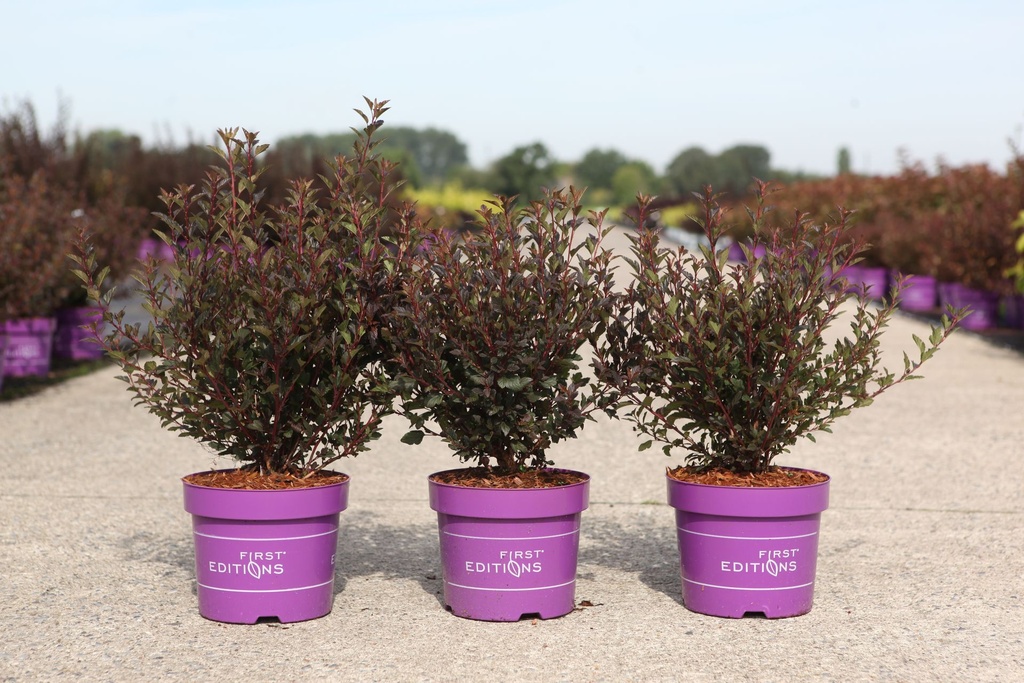 Physocarpus opulifolius First Editions® LITTLE DEVIL® (PBR) cont. 3,6L deco 40-50 cm +p