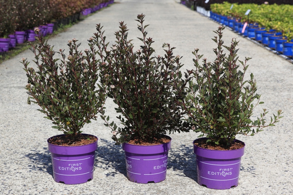 Physocarpus opulifolius First Editions® LITTLE DEVIL® (PBR) cont. 3,6L deco 40-50 cm +p