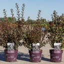 Physocarpus opulifolius First Editions® LITTLE DEVIL® (PBR) cont. 3,6L deco 40-50 cm +ф