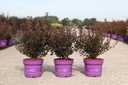 Physocarpus opulifolius First Editions® LITTLE DEVIL® (PBR) cont. 3,6L deco 40-50 cm +ф