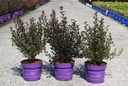 Physocarpus opulifolius First Editions® LITTLE DEVIL® (PBR) cont. 3,6L deco 40-50 cm +p