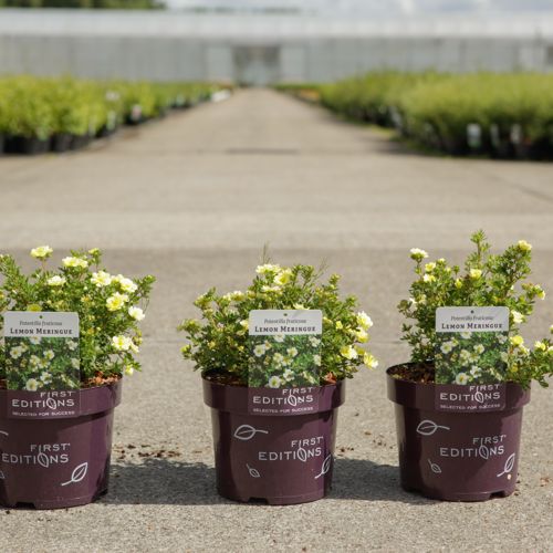 Potentilla fruticosa First Editions® 'Lemon Meringue' cont. 3,6L deco 30/+ cm +ф