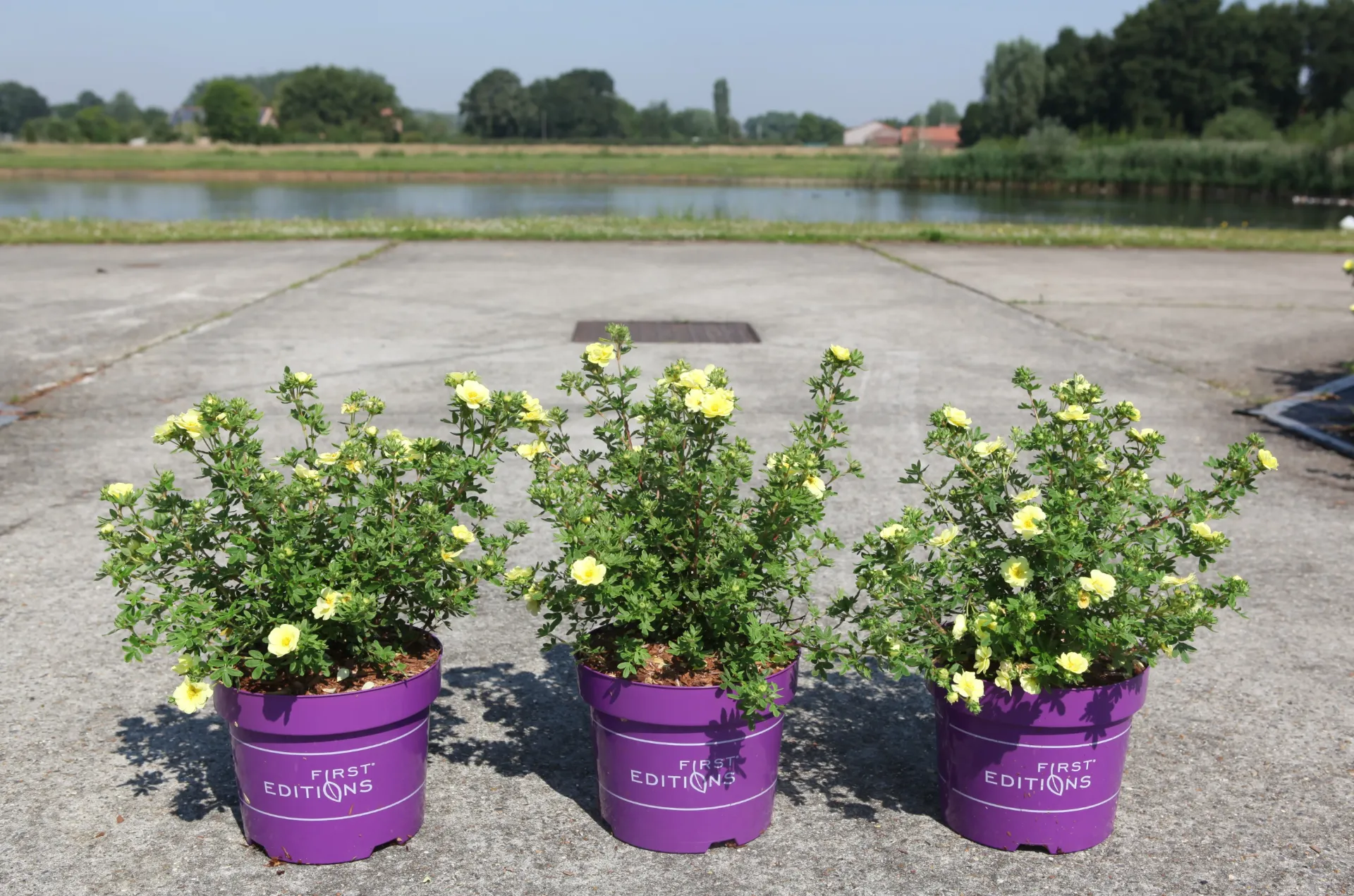 Potentilla fruticosa First Editions® 'Lemon Meringue' cont. 3,6L deco 30/+ cm +p