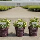 Potentilla fruticosa First Editions® 'Lemon Meringue' cont. 3,6L deco 30/+ cm +p