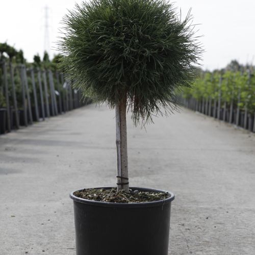 Pinus mugo 'Varella' cont. 12L 40 cm Stamm
