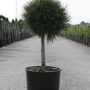 Pinus mugo 'Varella' cont. 12L 40 cm standard